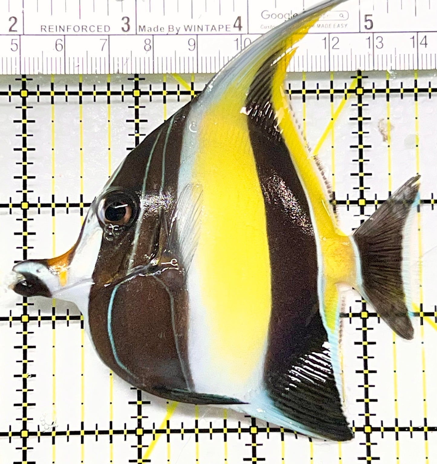 Moorish Idol MI090102 WYSIWYG Size: ML 3.75" approx