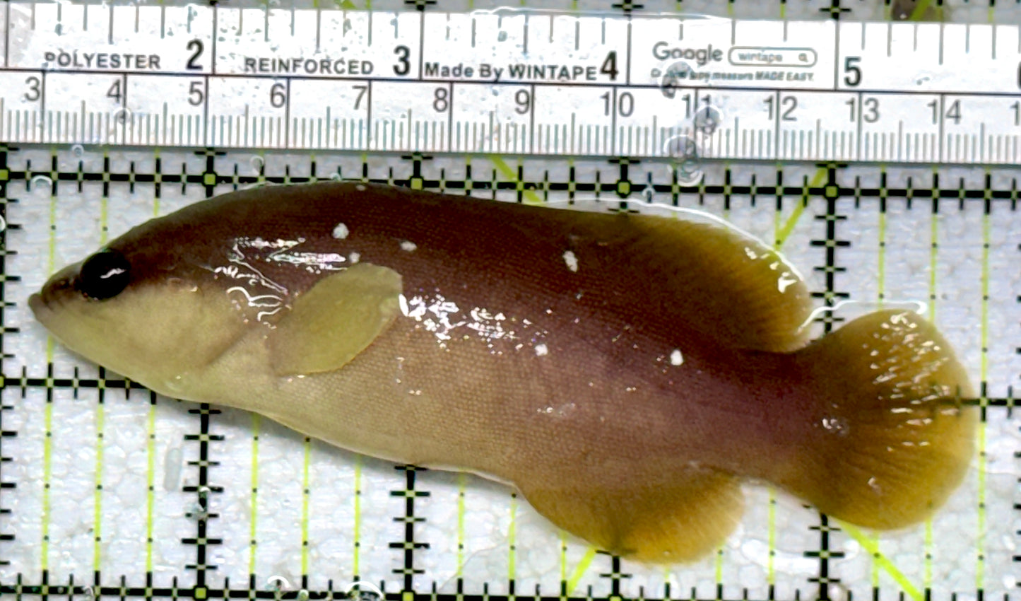 Greater Soapfish GS101802 WYSIWYG Size: 4.25"