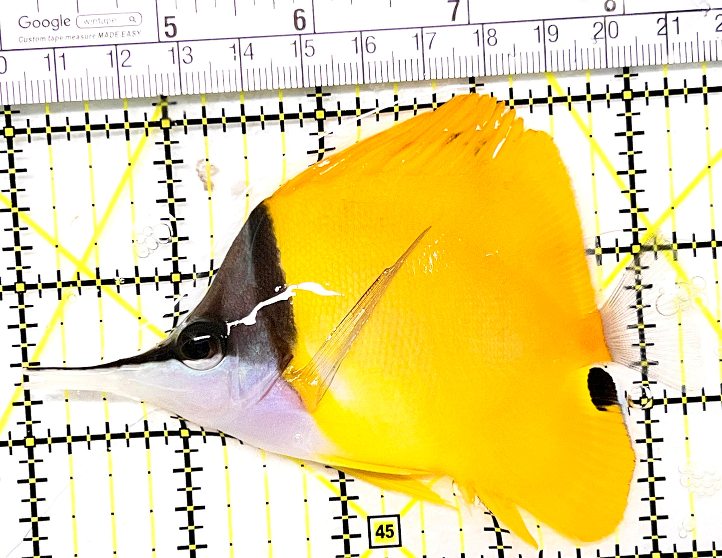 Yellow Longnose Butterflyfish YLB090202 WYSIWYG Size: XL 4.25" approx