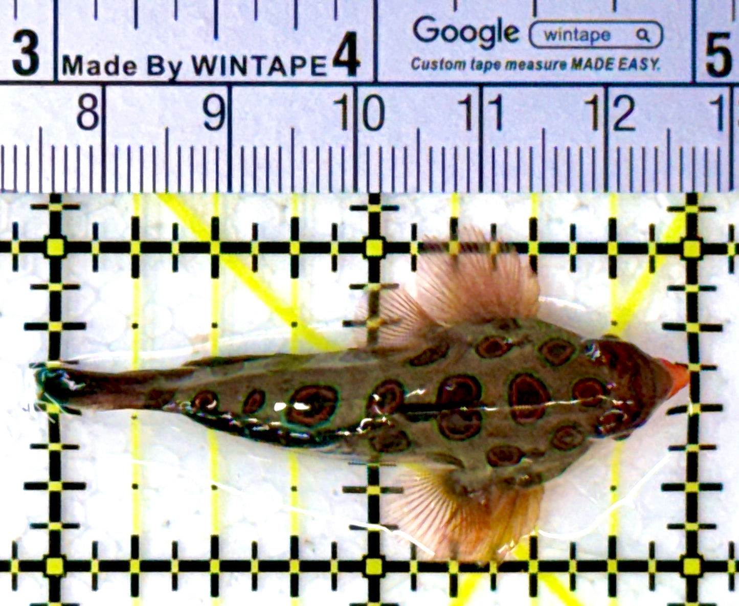 Spotted Mandarin Dragonet SMD111901 WYSIWYG Size: M 2" approx