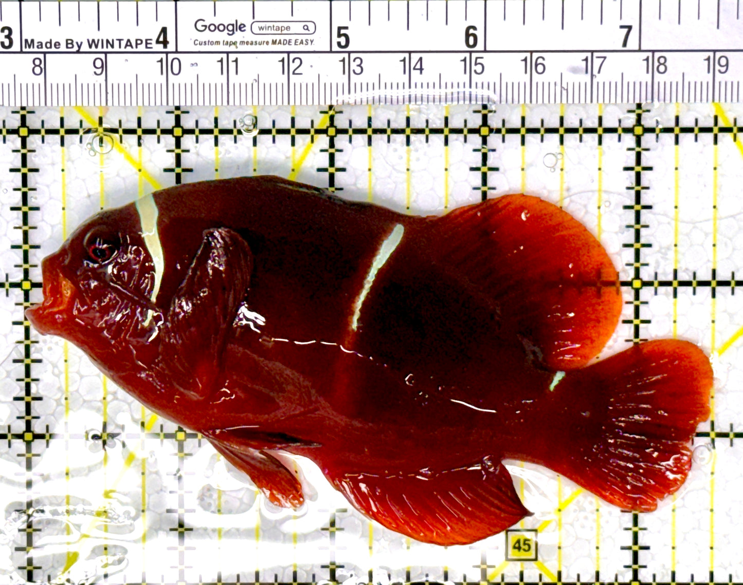 Gold Bar Maroon Clownfish Bali Grade A (Wild Caught) GBMCBGA111913 WYSIWYG Size: XL 4.5" approx