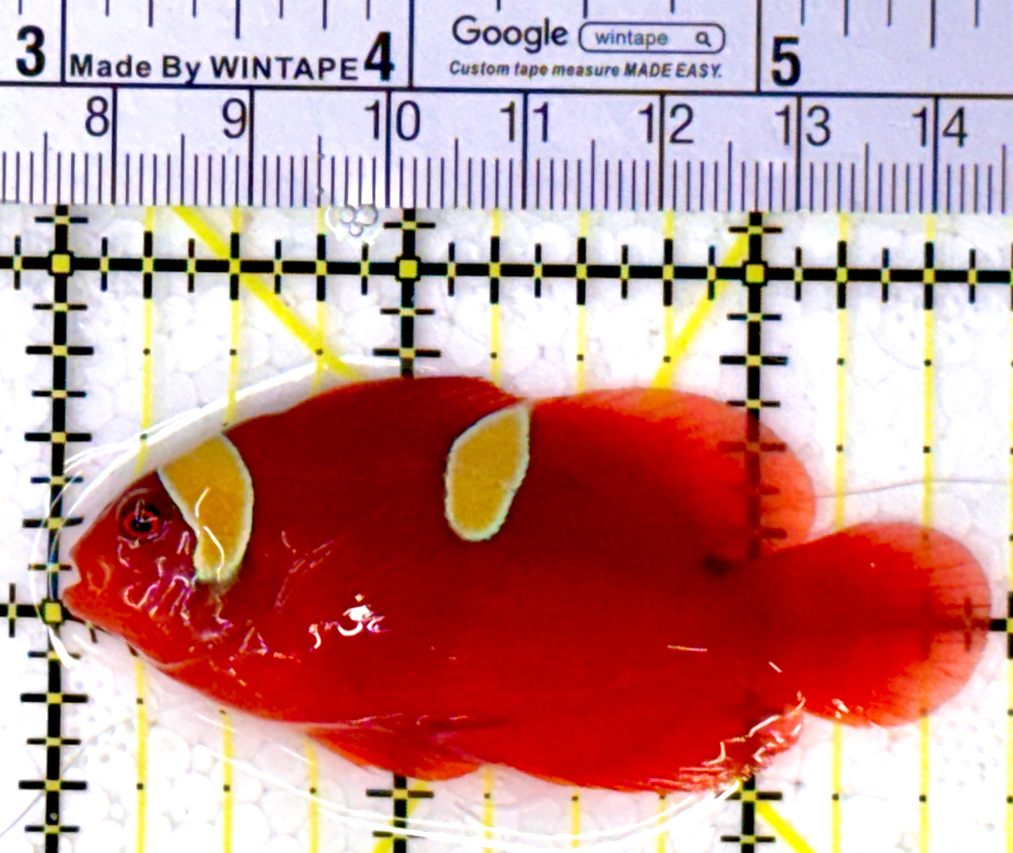 Gold Bar Maroon Clownfish Bali Grade A (Wild Caught) GBMCBGA111914 WYSIWYG Size: ML 2.75" approx