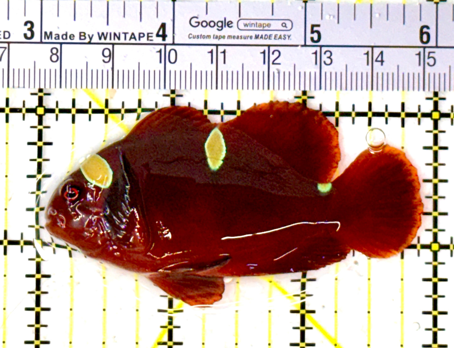 Gold Bar Maroon Clownfish Bali Grade A (Wild Caught) GBMCBGA111915 WYSIWYG Size: ML 3" approx