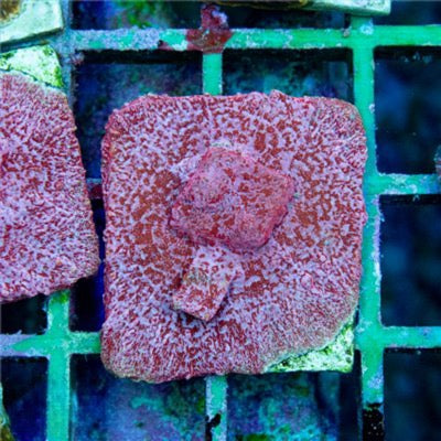 Aquacultured Klepto Lepto Mini Mother Colony AKLMMC030901 WYSIWYG