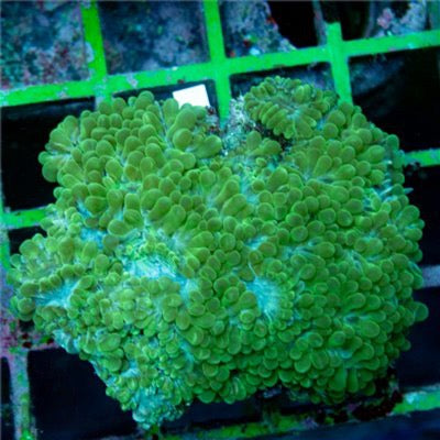 Indo Nuclear Neon Pearl Bubble Coral Mother Colony INNPBCMC030901 WYSIWYG