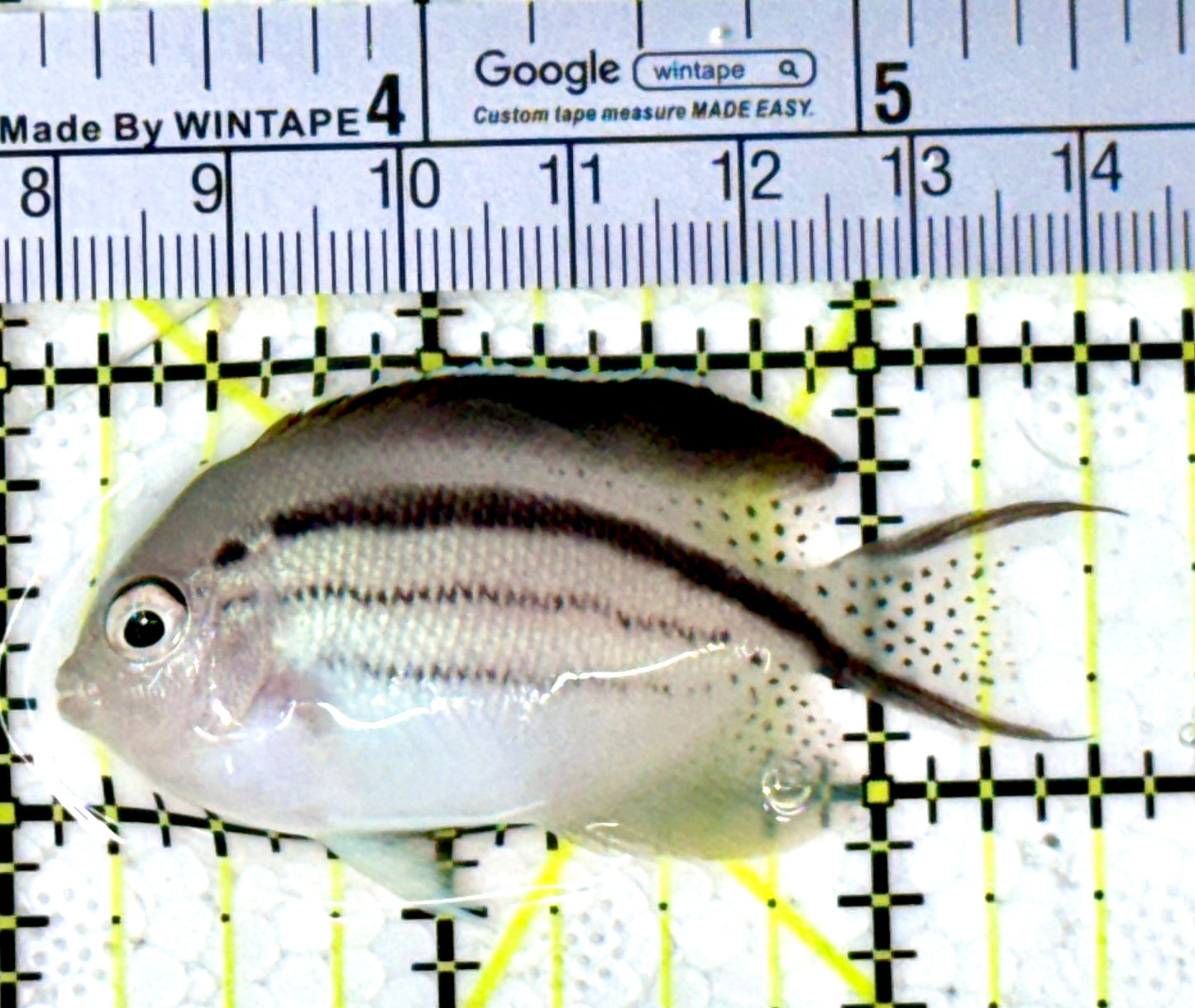 Lamarck Angelfish Female LAF111804 WYSIWYG Size: M 2.5" approx