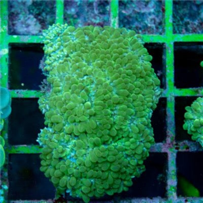Indo Nuclear Neon Pearl Bubble Coral Mother Colony INNPBCMC030902 WYSIWYG