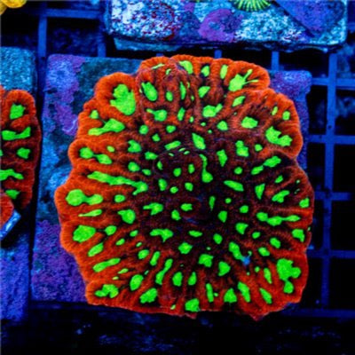 Aquacultured Maze Brain Mother Colony AMBMC030901 WYSIWYG