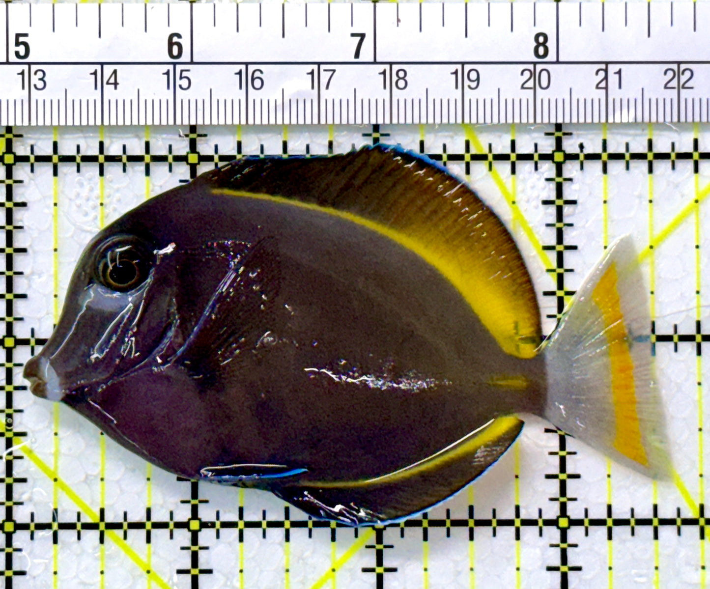 Gold Rim Tang GRT111801 WYSIWYG Size: ML 3.5"