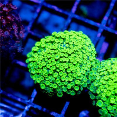 Aquacultured Toxic Green Micro Alveopora Size: M 0.75” to 1” Frag