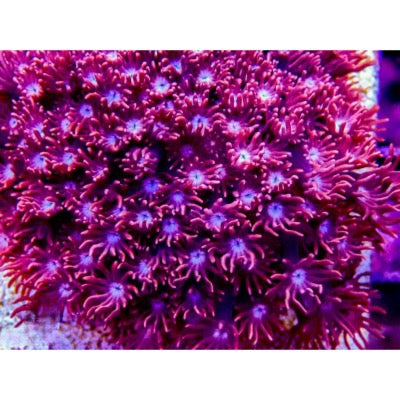 Aquacultured Rashberry Delight Alveopora Size: M 0.75” to 1” Frag
