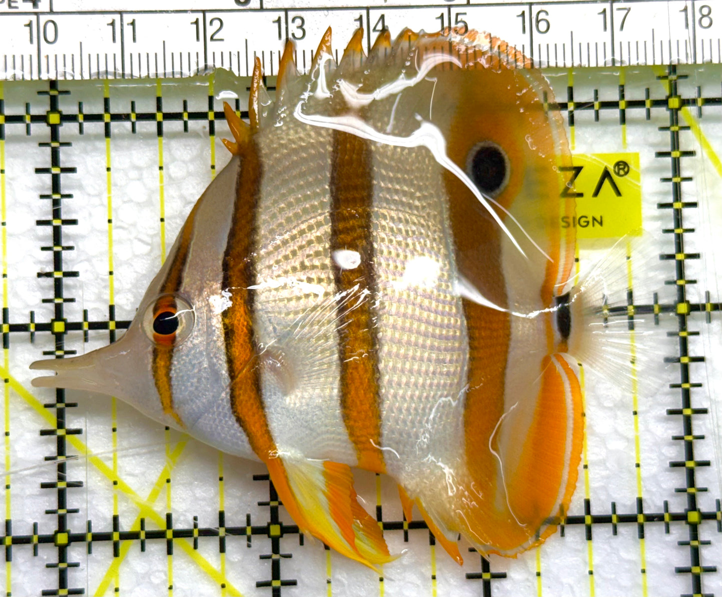 Copperband Butterflyfish CB041001 WYSIWYG Size: ML 3" approx