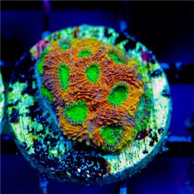Pumpkin Echinata (Aquacultured) Size: M 0.75” to 1” Approx Frag