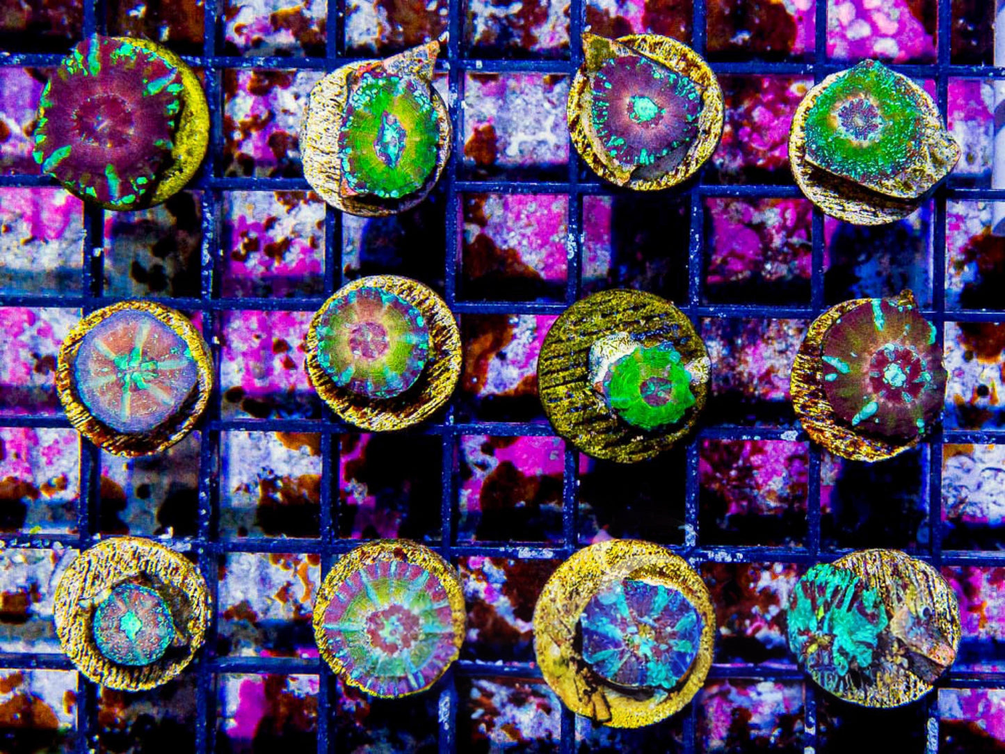 Aquaculture Assorted Scolymia - Captive Spawned Size: M 0.75” to 1” Frag