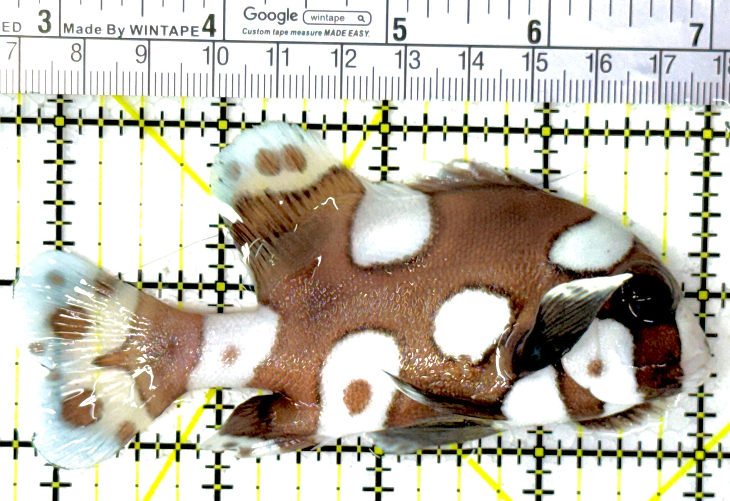 Harlequin Spotted Grunt Sweetlips HSGS111801 WYSIWYG Size: L 4.25"