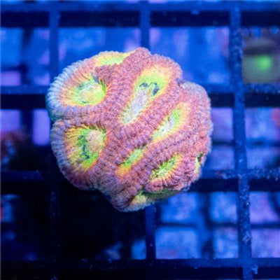 Drunk Monkey Dipsastraea Size: M 0.75” to 1” Frag