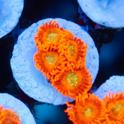 Lorax Zoanthid (Aquacultured) Size: M 0.75” to 1” Approx Frag