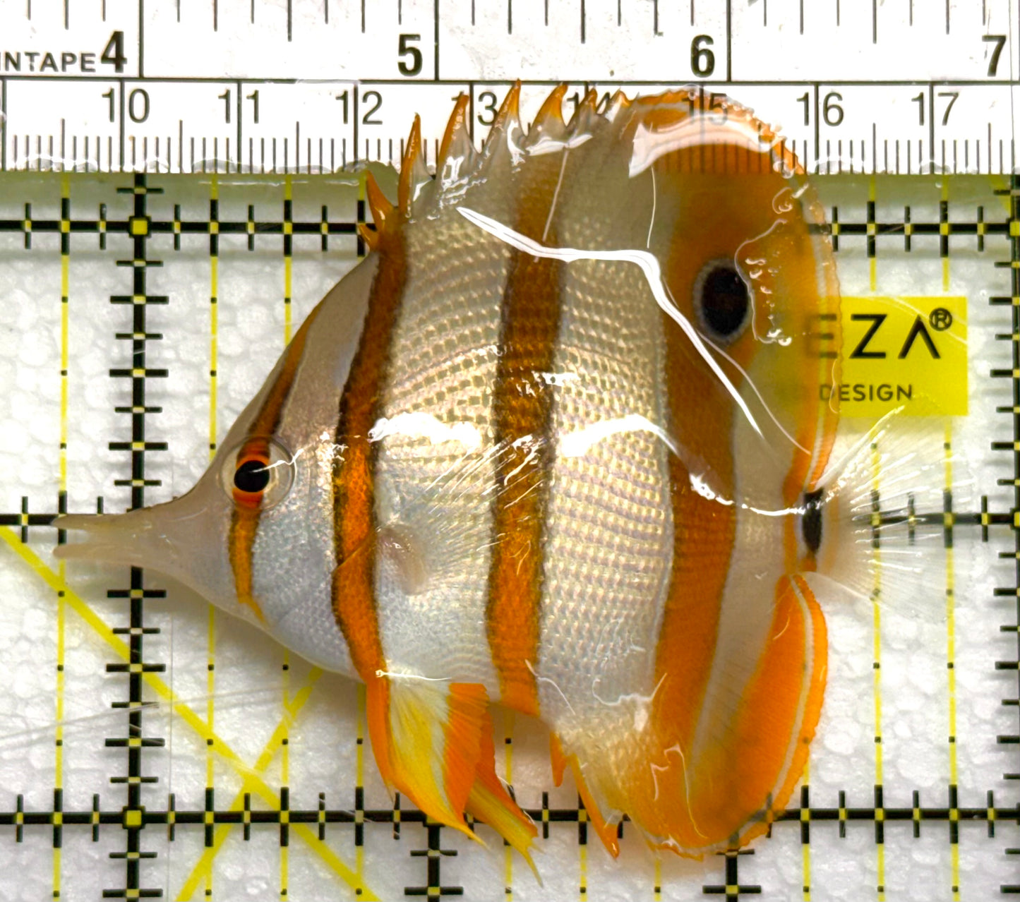 Copperband Butterflyfish CB041002 WYSIWYG Size: ML 3" approx