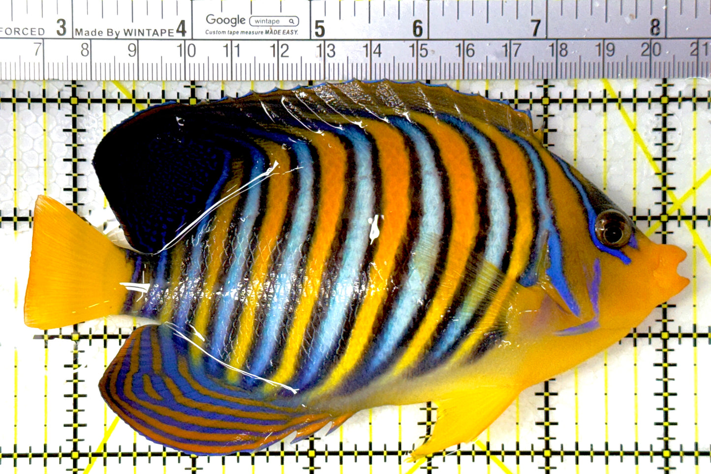 Regal Angelfish Sumatra Yellow Belly (Vibrant Color Indo) RASYB111801 WYSIWYG Size: XL 5.75"