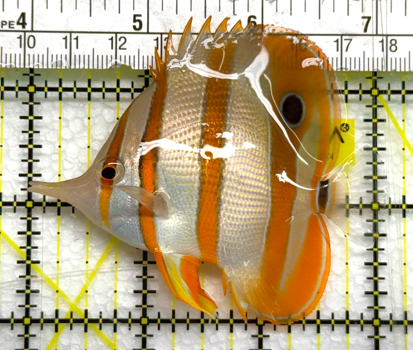 Copperband Butterflyfish CB041003 WYSIWYG Size: ML 3" approx