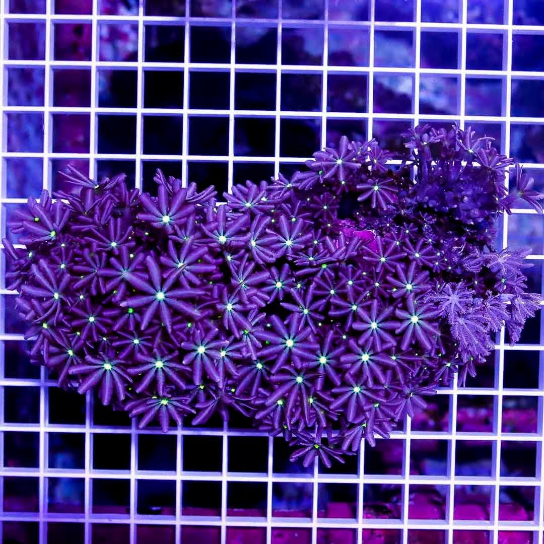 Indo Ultra Daisy Polyps Size: M 0.75" to 1"