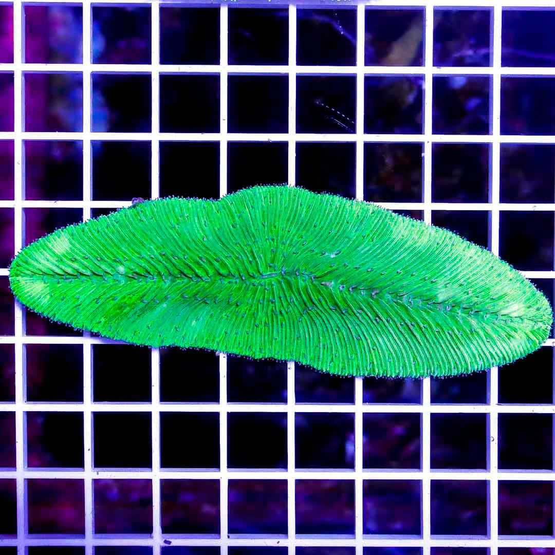 Indo Neon Tongue Coral INTC040302 WYSIWYG