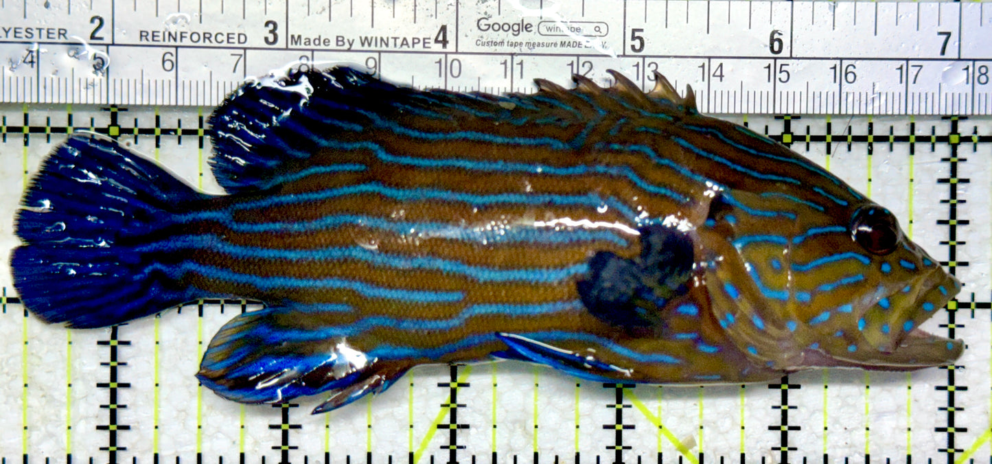 Blueline Grouper BG102201 WYSIWYG Size: XL 5.75"