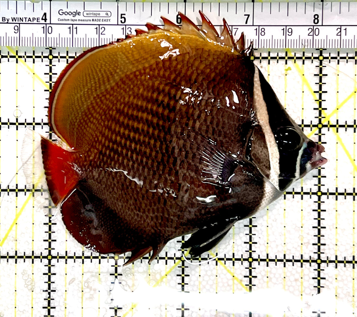 Pakistan Butterflyfish PB100301 WYSIWYG Size: L 4.5" approx