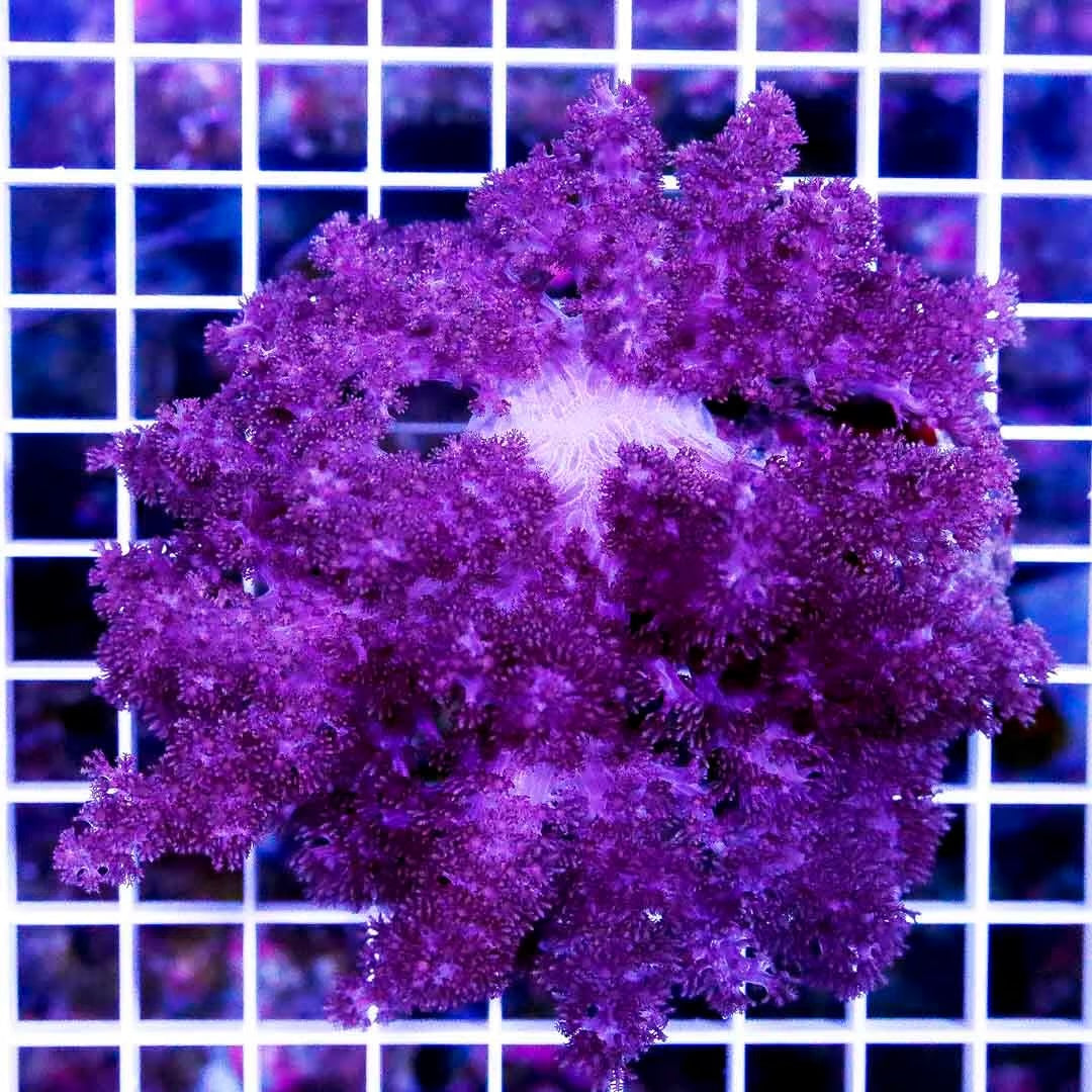 Indo Ultra Colt Coral IUCC040301 WYSIWYG