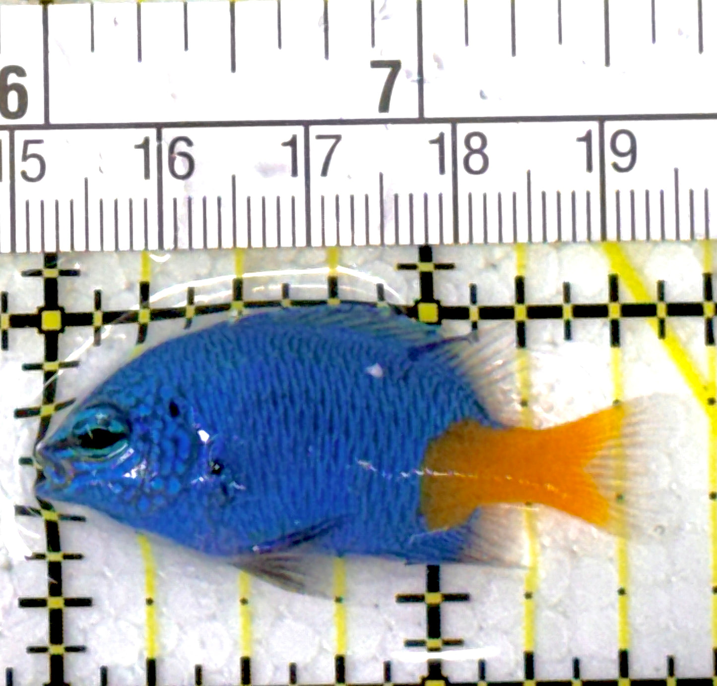 Yellowtail Damselfish YD111901 WYSIWYG Size: 1.75"