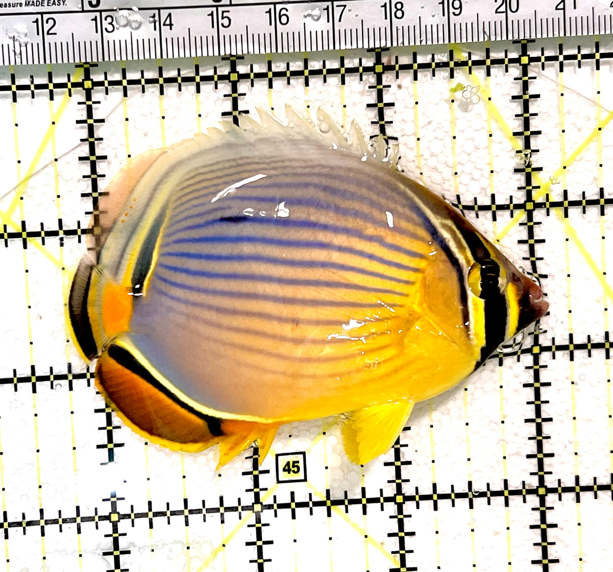 Melon Butterflyfish MB100301 WYSIWYG Size: L 3.25" approx