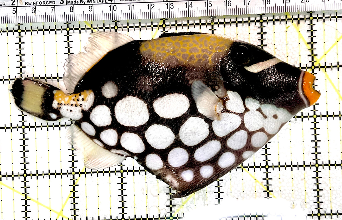 Clown Triggerfish CT100301 WYSIWYG Size: XL 6.25" approx