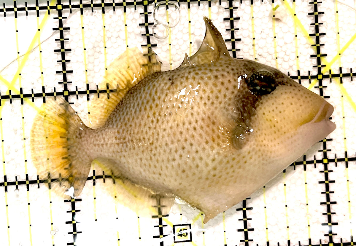 Yellowmargin Triggerfish YT100501 WYSIWYG Size: M 3.5" approx