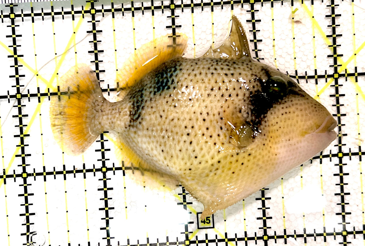 Yellowmargin Triggerfish YT100502 WYSIWYG Size: M 3.5" approx