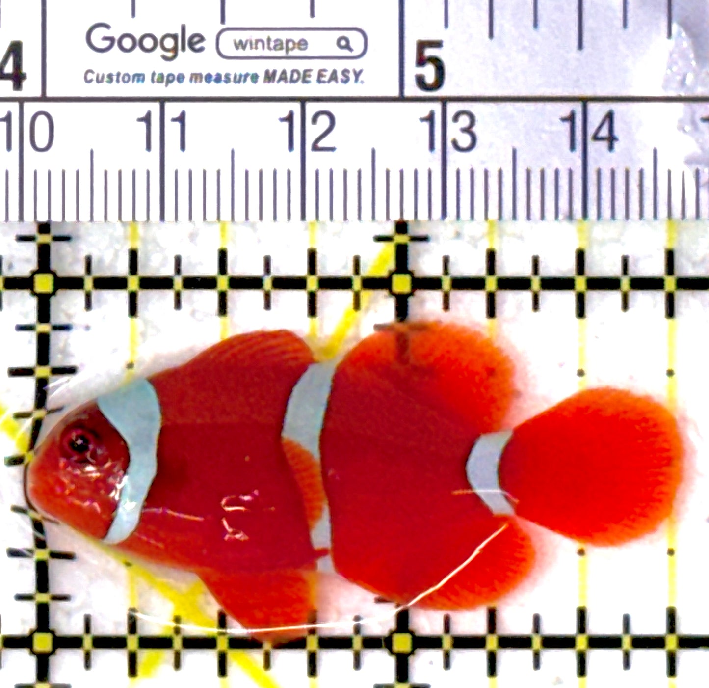 White Stripe Maroon Clownfish WMC111902 WYSIWYG Size: S 1.75"