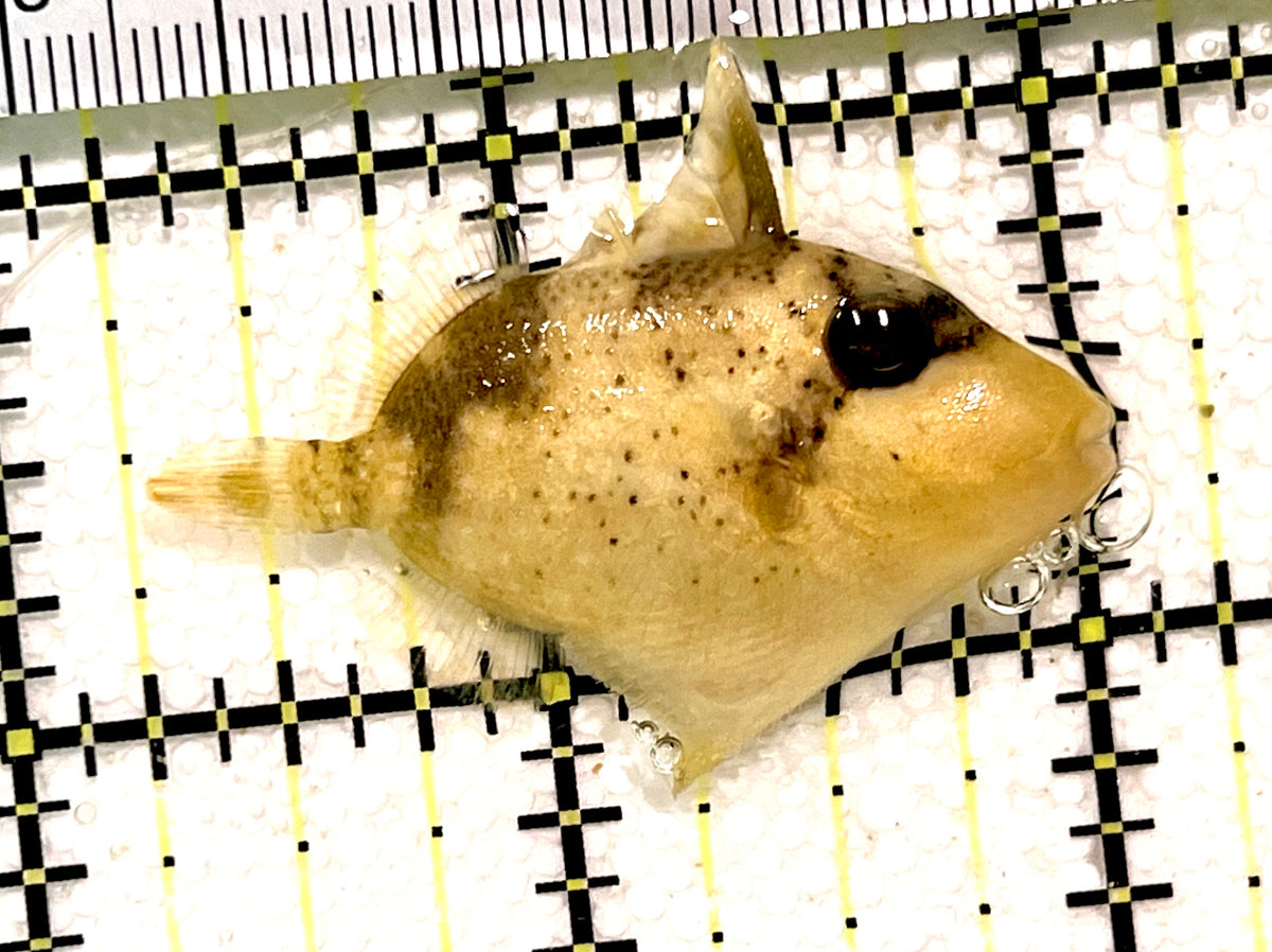 Yellowmargin Triggerfish YT100503 WYSIWYG Size: S 1.75" approx