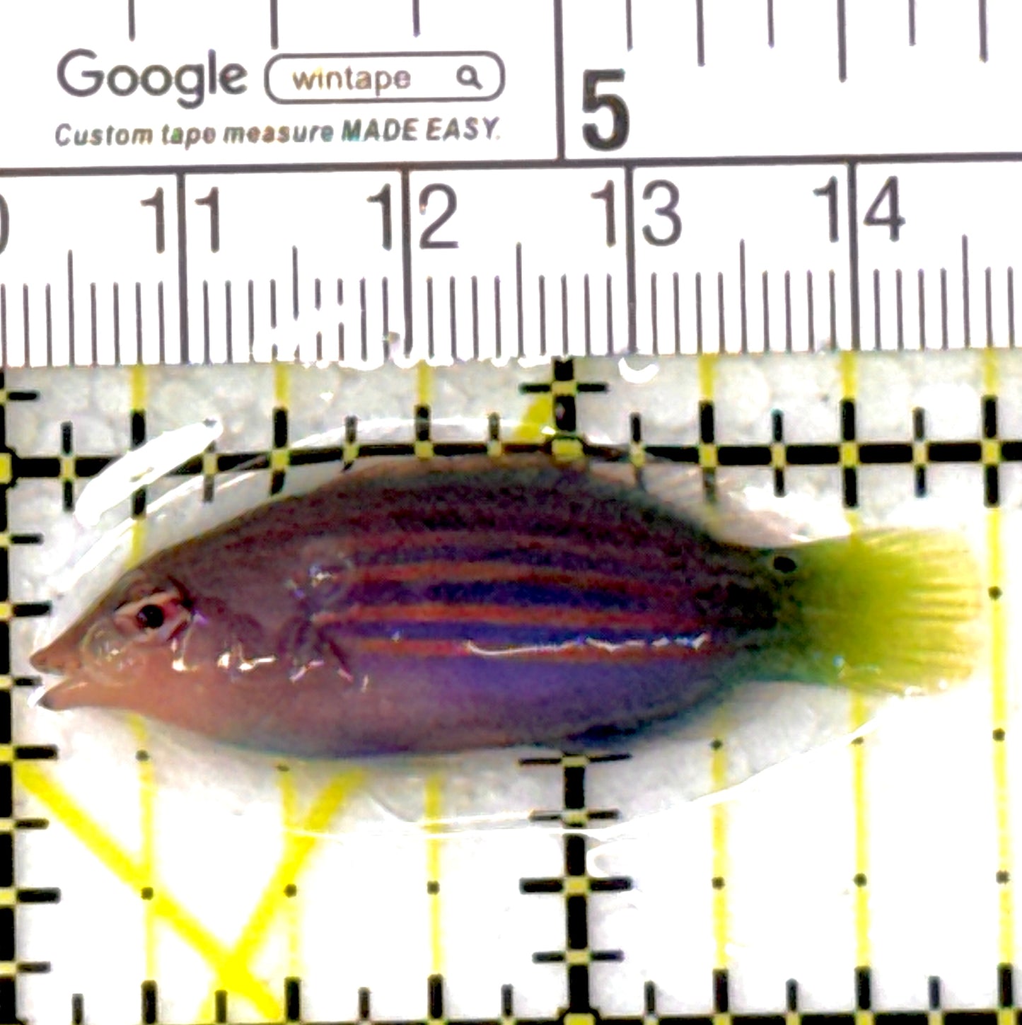 Six Line Wrasse (Indo) SLW111901 WYSIWYG Size: L 1.75"