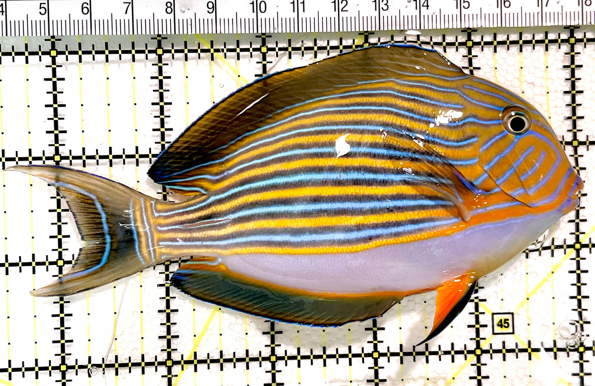 Clown Tang CT100401 WYSIWYG Size: L 5.5" approx