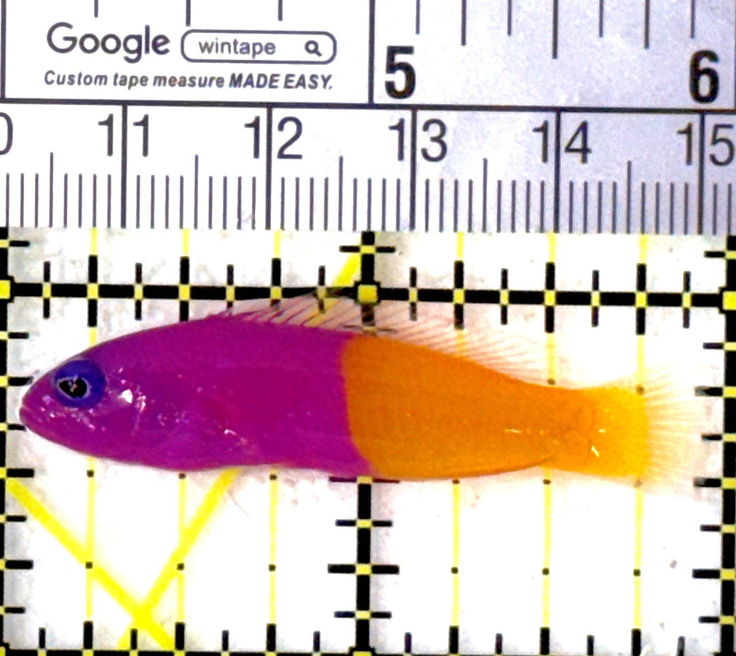 Royal Dottyback RD111901 WYSIWYG Size: S 2" approx