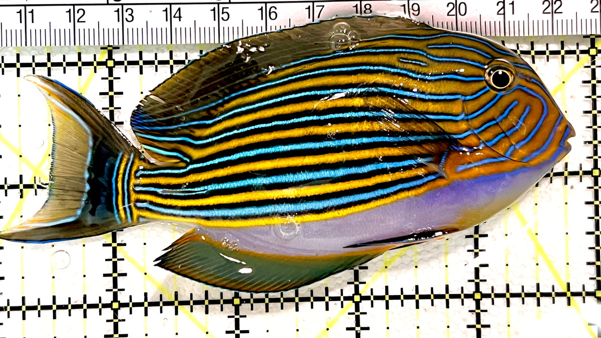 Clown Tang CT100402 WYSIWYG Size: ML 5" approx