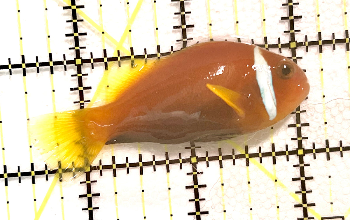 Maldives Skunk Clownfish MSC100401 WYSIWYG Size: ML 2.5" approx