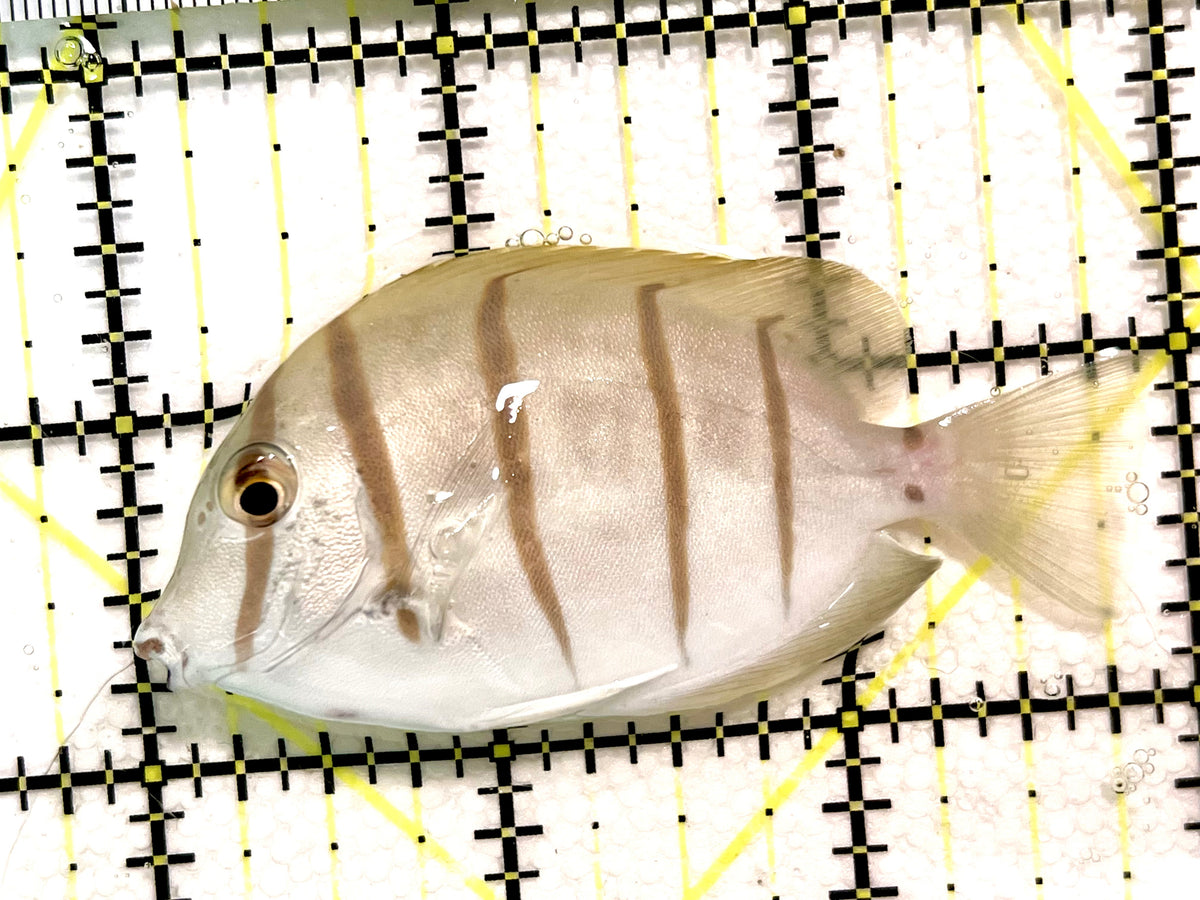 Convict Tang CT100401 WYSIWYG Size: L 3" approx