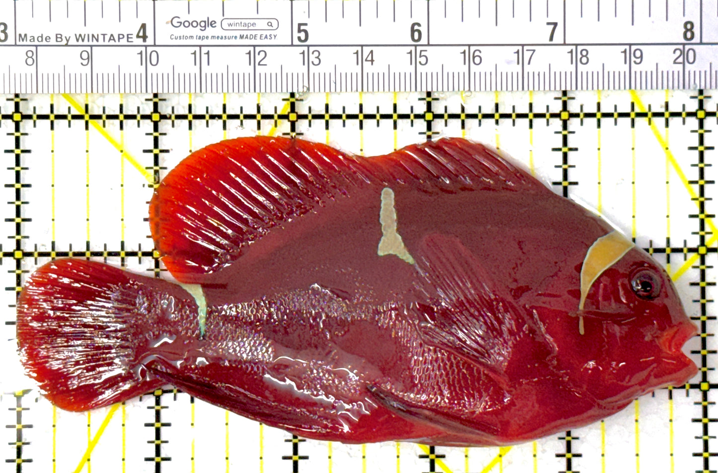 Gold Bar Maroon Clownfish Bali Grade A (Wild Caught) GMC111804 WYSIWYG Size: XL 5"