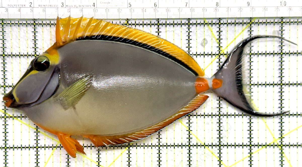 Blonde Naso Tang (Maldives Special Grade) BNT101802 WYSIWYG Size: XXL 9.5" approx