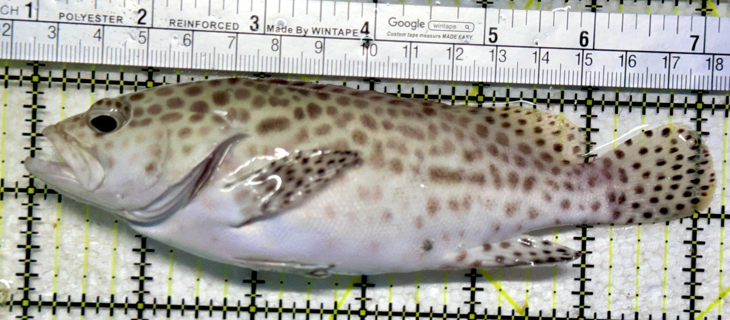 Multi Color Spotted Grouper/ Honeycomb Grouper MSG102301 WYSIWYG Size: XXL 6.25"