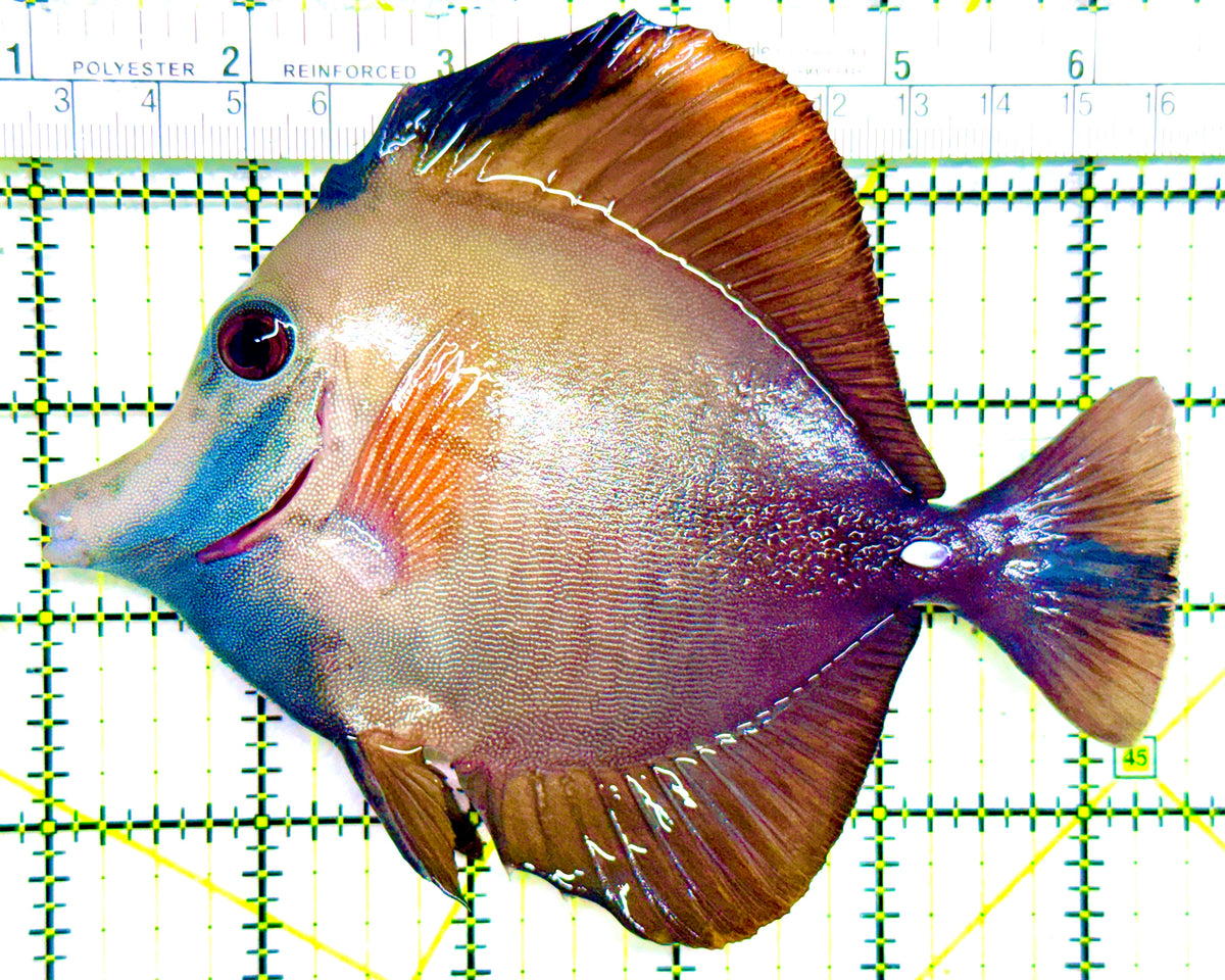 Rare Koi Scopas Tang RKST101806 WYSIWYG Size: XL 5.5" approx