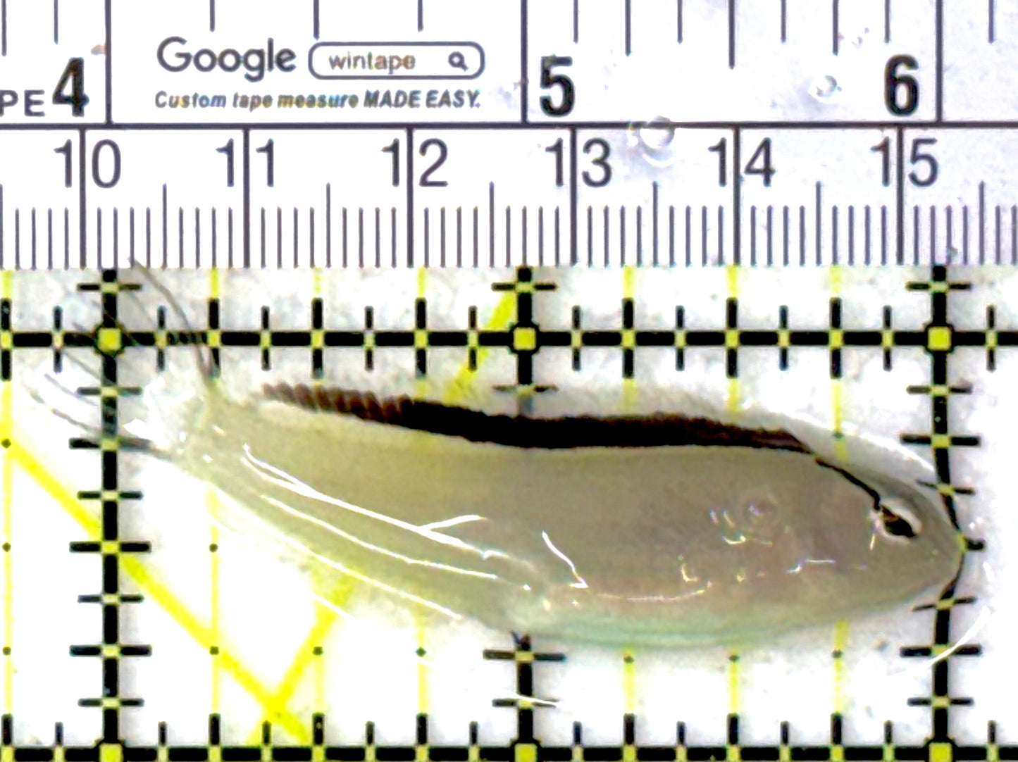 Smith's Blenny SB111901 WYSIWYG Size: 2.25"