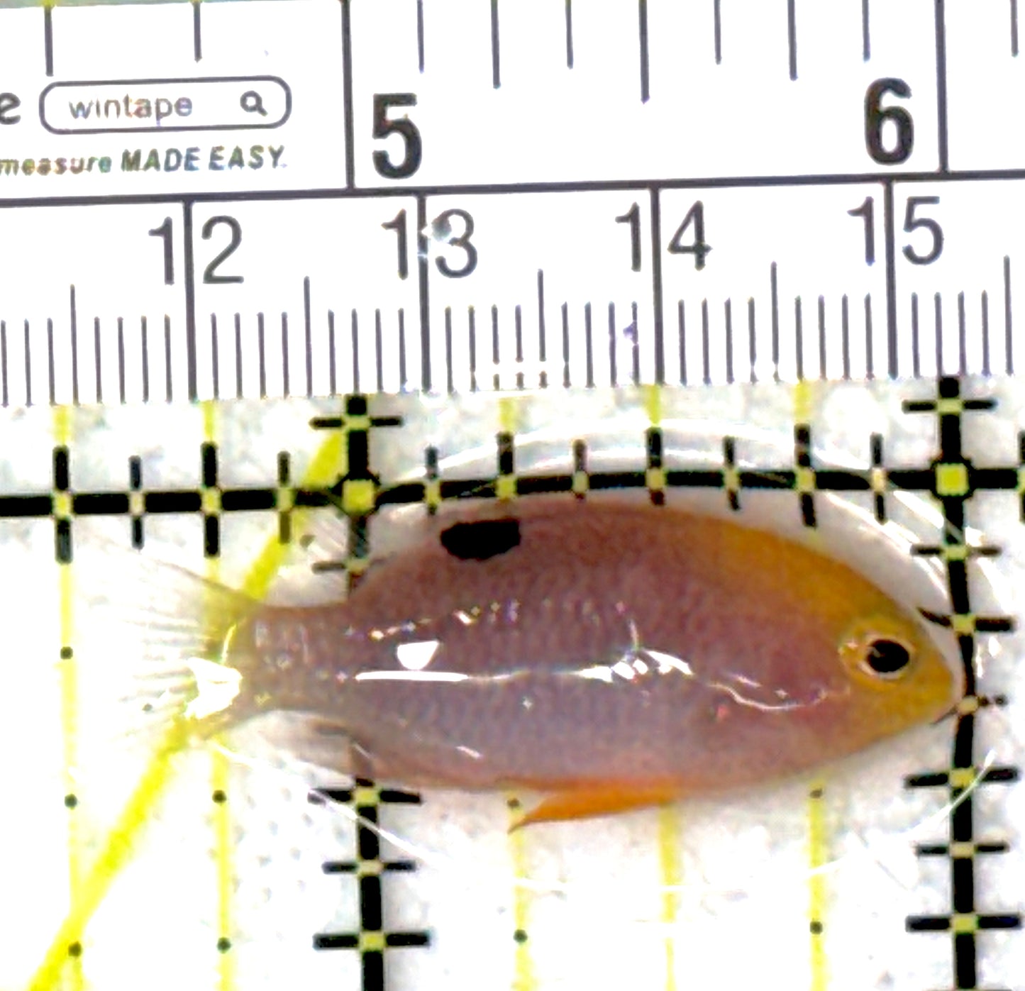 Talbot's Damselfish TD111901 WYSIWYG Size: 1.5"