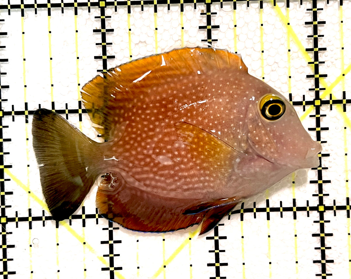 Yellow Eye Kole Tang (Spotted Maldives Special Grade) YEKT100401 WYSIWYG Size: M 2.75" approx