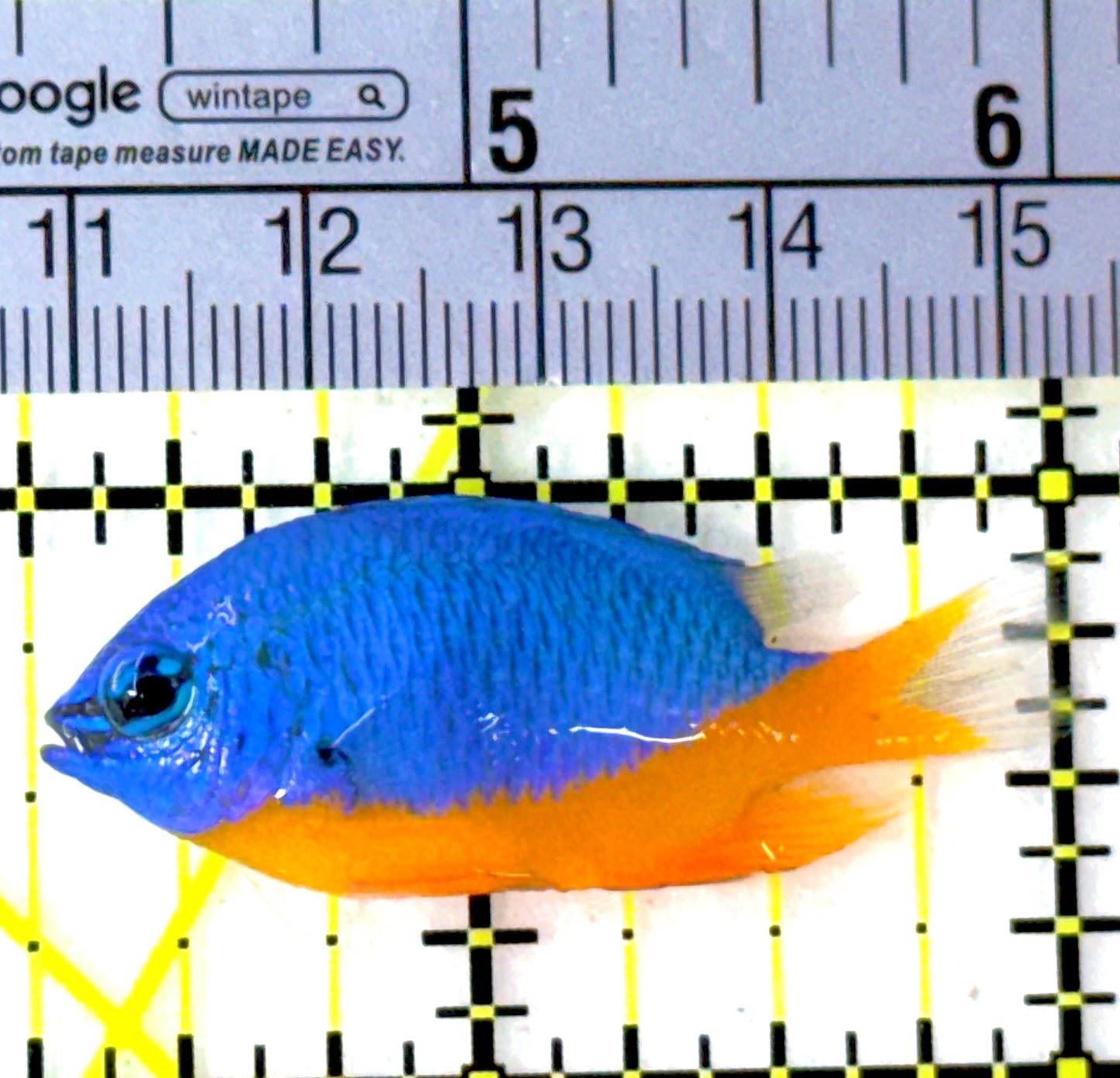 Kupang Azure Damselfish KAD111901 WYSIWYG Size: 1.75"